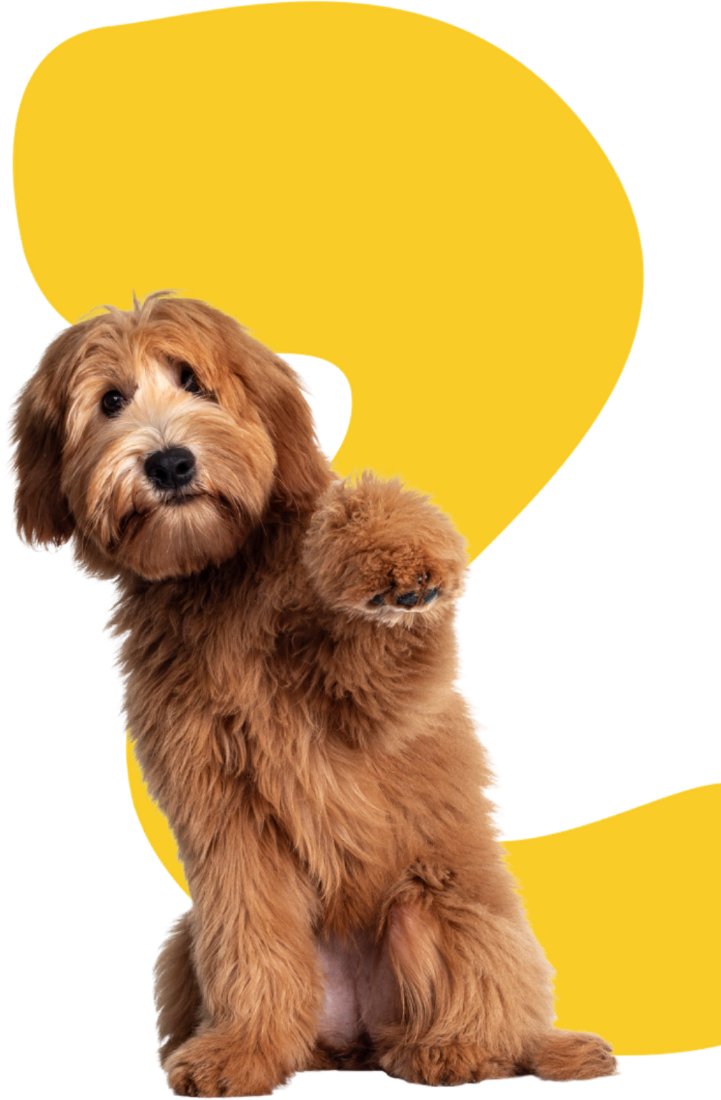Cachorro fofo, cliente feliz da Rastro
